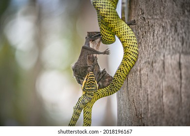 The Snake Was Eating A Bat. Then, It Walked Away Because I Took A Photo Of It.