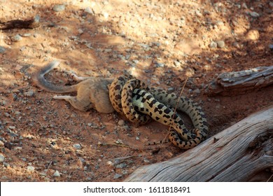 Snake Eating A Kangaroo Rat