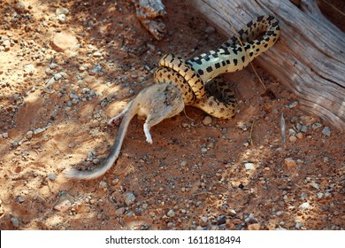 Snake Eating A Kangaroo Rat