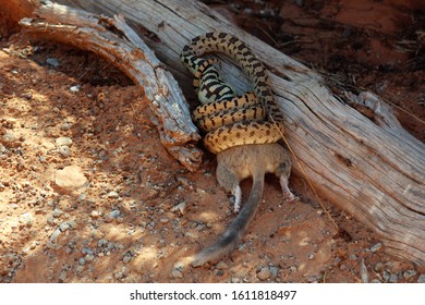 Snake Eating A Kangaroo Rat