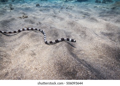 Snake Eel