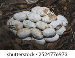 Snake egg nest in the natural forests of southern Thailand. Inside a pile of leaves containing king cobra eggs. Ophiophagus hannah.