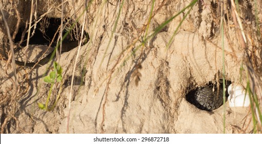 Snake Eggs In A Burrow, Which Protects The Mother