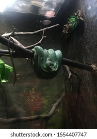 Snake In Enclosure At Reptile Sanctuary 