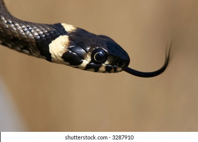 Snake With Forked Tongue