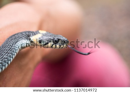 Snake getting ready to strike