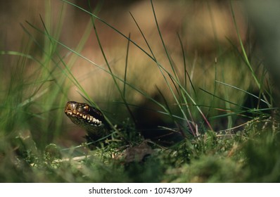 Snake in grass