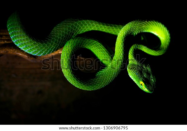 lime green viper
