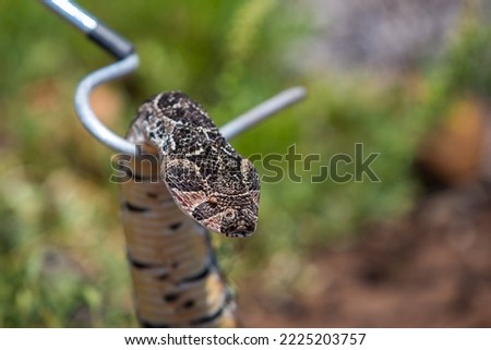 Snake handler with a puff adder