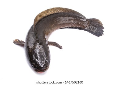 Snake Head Fish Isolated On White Stock Photo 1467502160 | Shutterstock