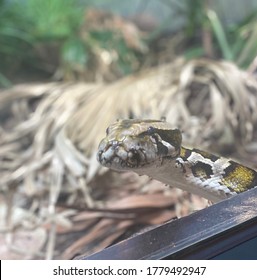 Snake Head Looking Up From Enclosure. Cute Snake With Beautiful Skin Print.