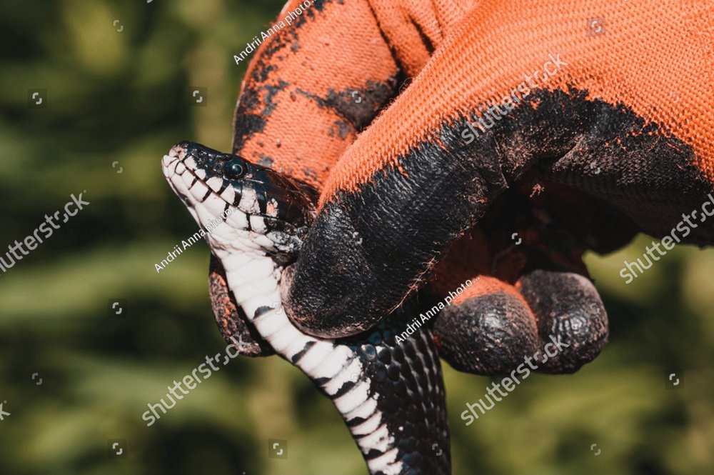 Snake in human hands, Natrix is a genus of non-venomous snakes of the ...