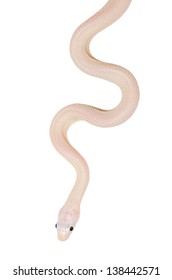 snake isolate on white background