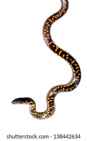 snake isolate on white background