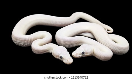 Snake  Isolated on Black Background, Clipping Path