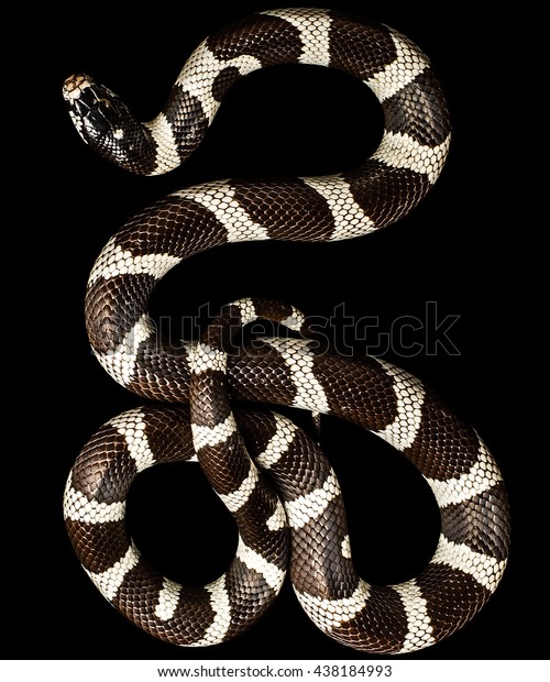 Snake Isolated On Black Background__with Clipping Stock Photo 438184993 ...