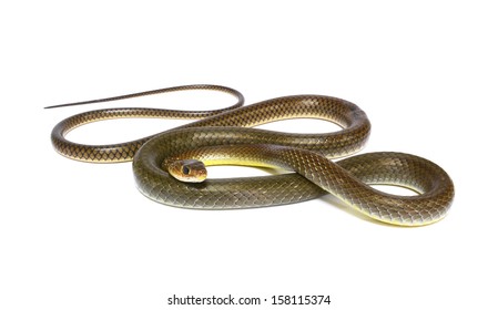 622 Garter Snake Isolated Images, Stock Photos & Vectors | Shutterstock