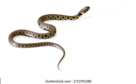 Snake Isolated On A White Background