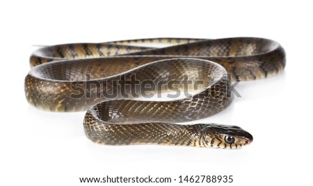 Snake isolated on white background
