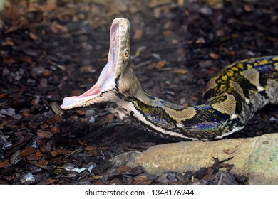 Snake With Large Open Mouth