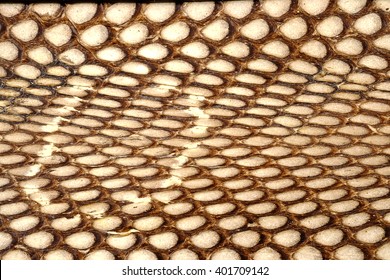 Snake  Leather Or  Cobra Skin Texture - Closeup, Macro