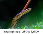 Snake looking. Snake climbing to the bamboo. Asian Snake