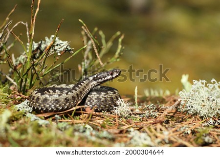 the snake is lying in the grass