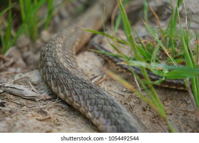 Snake Lying Naturally Snake Not Dangerous Stock Photo 1054492544 ...