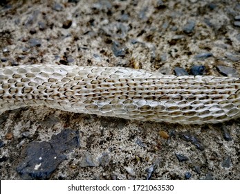 408 Snake Hibernation Images, Stock Photos & Vectors 