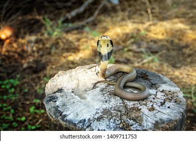 snake-monocled-siamese-cobra-baby-260nw-1409711753.jpg