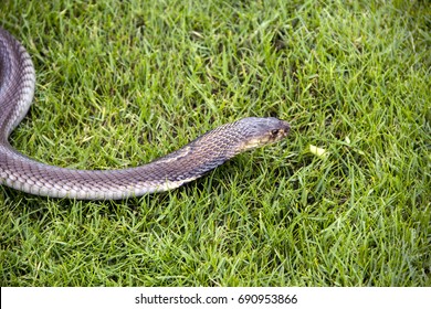 Snake Monocled Siamese Cobra Naja Kaouthia Stock Photo 690953866 ...