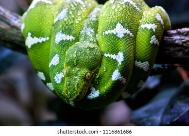 Snake In The Montreal Biodome