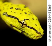 snake morelia viridis yellow green tree python