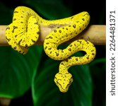 snake morelia viridis yellow green tree python boiga cyanea