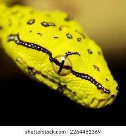 snake morelia viridis yellow green tree python