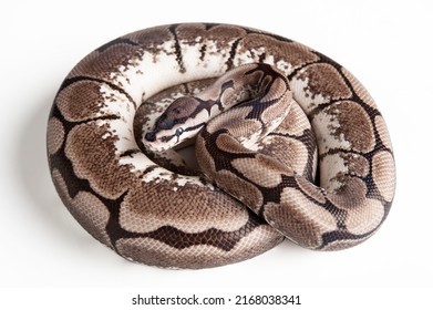 A Snake With Mottled Skin Curled Into A Ball On A White Background. Boa Lies Close-up