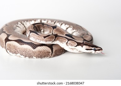 A Snake With Mottled Skin Curled Into A Ball On A White Background. Boa Lies Close-up