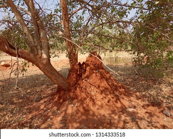 Snake Mound With Attached Tree