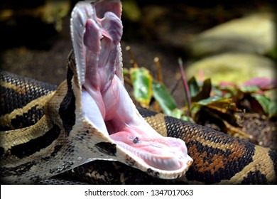 Snake Mouth Open