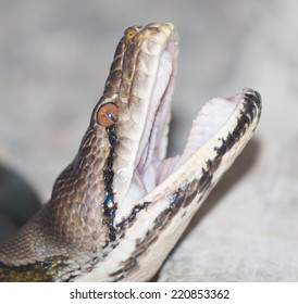 Snake With Mouth Open