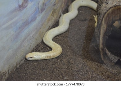 A Snake Moving In Its Enclosure