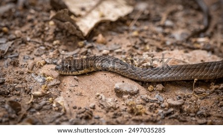 Similar – A small grass snake on the compost