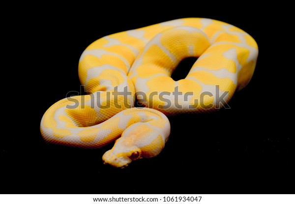 Download Snake On Black Backgroundball Python Royal Stock Photo Edit Now Free HD Get Wallpaper Snake On Black Backgroundball Python Royal Stock Photo Edit Now For Free