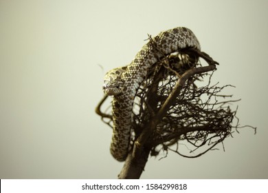 Snake On A Branch Looking At The Camera