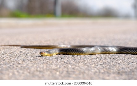 Snake On The Road. Eastern Brown Snake In Striking Position. Common European Adder