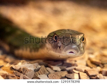 closeup of juvenile green lizard