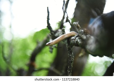 Snake on a Tree