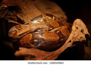Snake on the tree trunk. Boa constrictor snake in the wild nature, Belize. Wildlife scene from Central America. Travel in Central America. Dangerous viper from jungle.