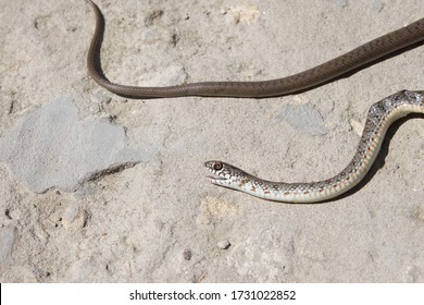 Snake With Open Jaws Krupnom Plan Looks At Camera And Crawls. Viper And In The Courtyard, The Concept Of Catching Snakes.