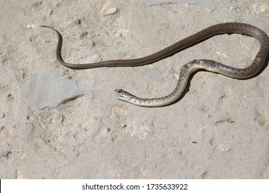 Snake With Open Jaws Krupnom Plan Looks At Camera And Crawls. Viper And In The Courtyard, The Concept Of Catching Snakes